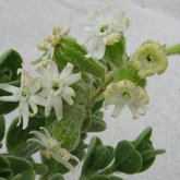 Silene crassifolia